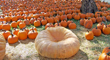 pumpkins-18080_200