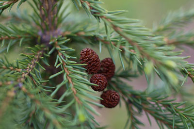 spruce-622178_400